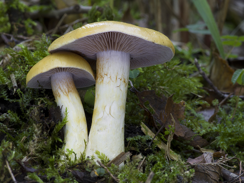 Cortinarius delibutus